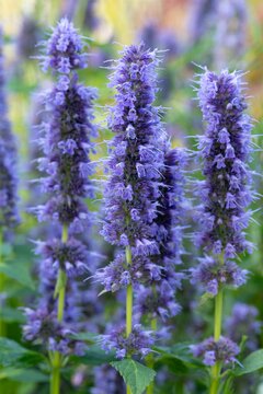 Agastache Blue Fortune - afbeelding 1