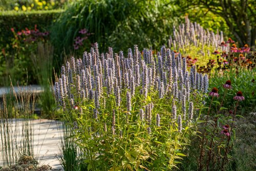 Agastache Blue Fortune - afbeelding 2