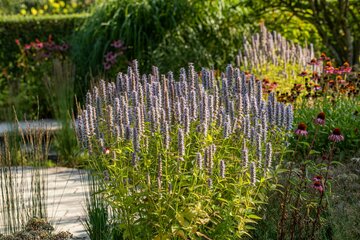 Agastache Blue Fortune - afbeelding 2