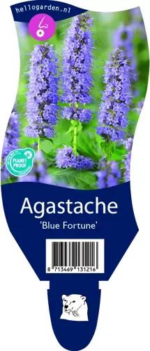 Agastache 'Blue Fortune'