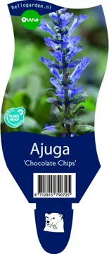 Ajuga 'Chocolate Chips'