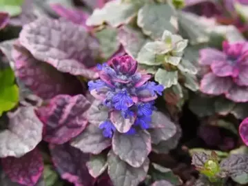 Ajuga reptans 'Burgundy Glow'