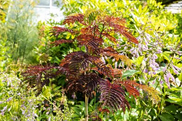 Albizia jul. 'Summer Chocolate' - afbeelding 2