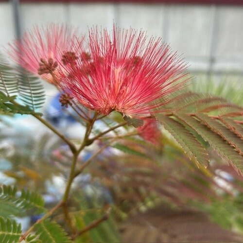 Albizia julibrissin 'Evi's Pride'