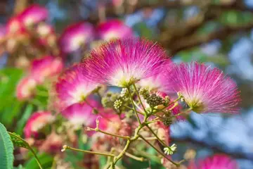 Albizia julibrissin Perzische slaapboom - afbeelding 1