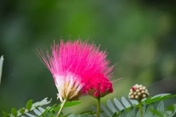 Albizia julibrissin Perzische slaapboom - afbeelding 3