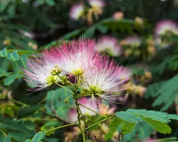 Albizia julibrissin Perzische slaapboom - afbeelding 4