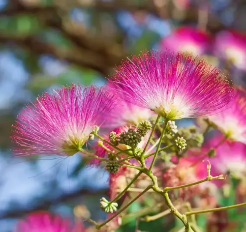 Albizia julibrissin Perzische slaapboom - afbeelding 2