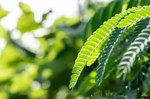 Albizia julibrissin Perzische slaapboom - afbeelding 5