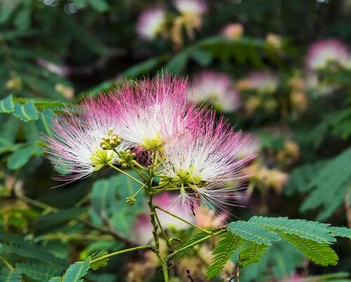 Albizia julibrissin 'Umbrella' - afbeelding 3