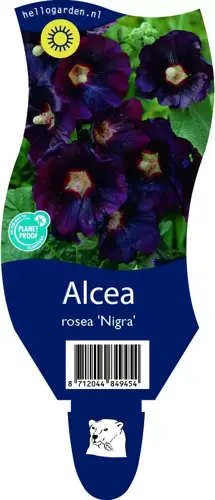 Alcea rosea 'Nigra'