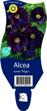 Alcea rosea 'Nigra'