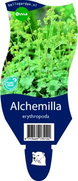 Alchemilla erythropoda