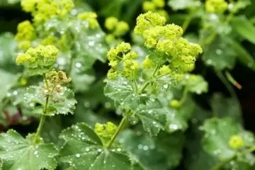 Alchemilla mollis