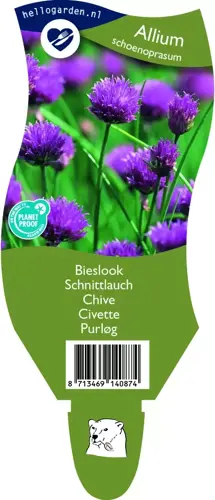 Allium schoenoprasum