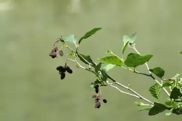 Alnus glutinosa Zwarte els - afbeelding 1