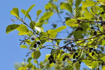 Alnus glutinosa Zwarte els - afbeelding 2