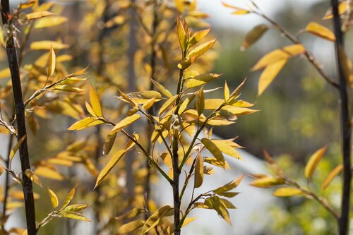 Amelanchier arborea 'Robin Hill' - afbeelding 1