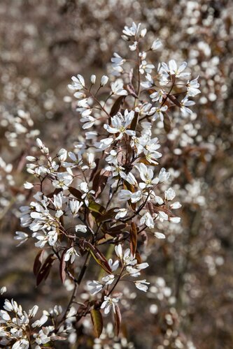 Amelanchier Lamarckii - afbeelding 1