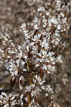 Amelanchier Lamarckii - afbeelding 1