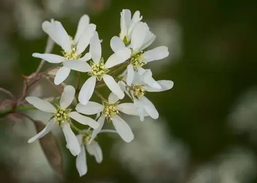 Amelanchier lamarckii Krentenboompje - afbeelding 1