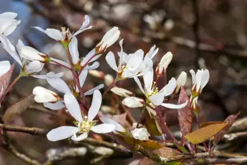 Amelanchier lamarckii Krentenboompje - afbeelding 2