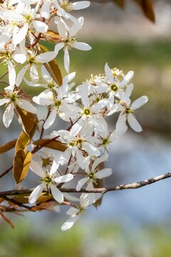 Amelanchier lamarckii struik - afbeelding 3
