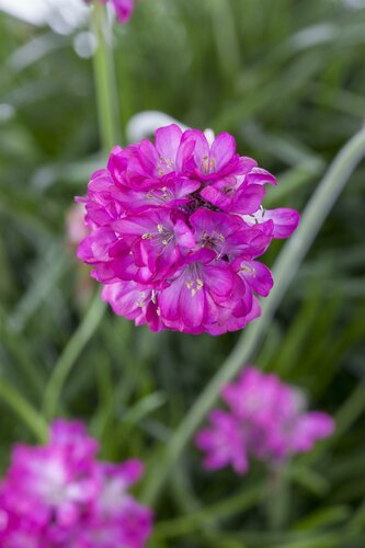 Ameria Mar. Splenders - afbeelding 2