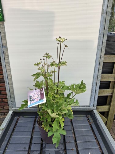 Anemone h. Rose Shades - afbeelding 1