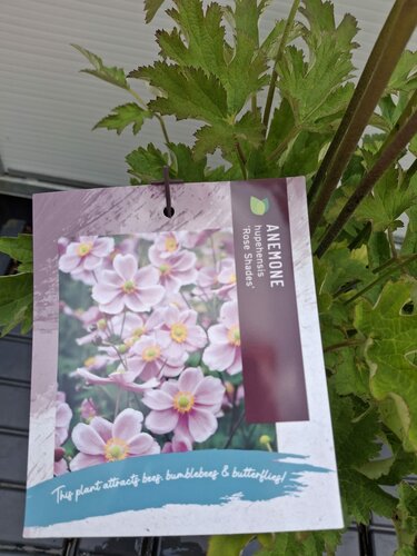 Anemone h. Rose Shades - afbeelding 2