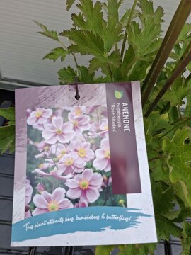 Anemone h. Rose Shades - afbeelding 2