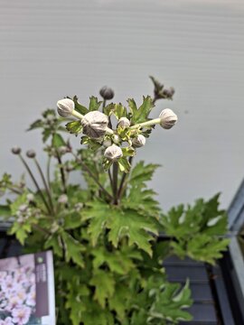 Anemone h. Rose Shades - afbeelding 3
