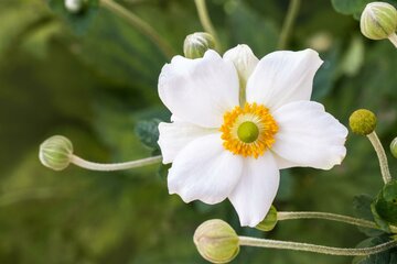 Anemone hyb. 'Honorine Jobert' - afbeelding 1