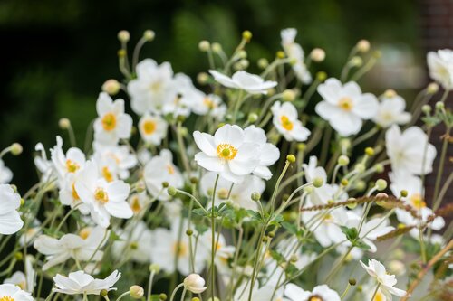 Anemone hyb. 'Honorine Jobert' - afbeelding 2