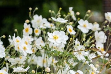 Anemone hyb. 'Honorine Jobert' - afbeelding 2