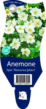 Anemone hybr. 'Hon. Jobert'
