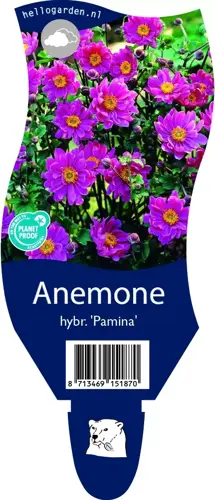 Anemone hybr. 'Pamina'