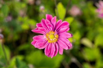 Anemone Pamina