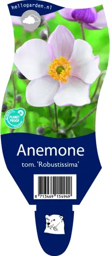 Anemone tom. 'Robustissima'