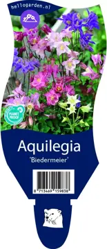 Aquilegia 'Biedermeier'