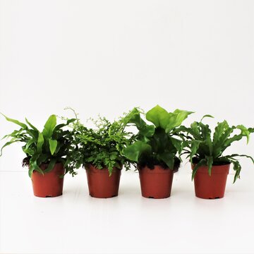 Asplenium diverse soorten Nestvaren - afbeelding 1