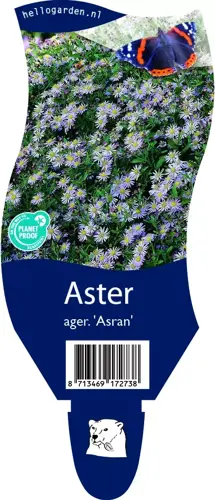 Aster ager. 'Asran'