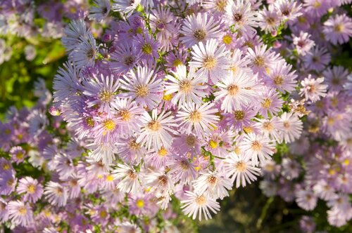Aster Pink Star