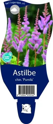 Astilbe chin. 'Pumila'