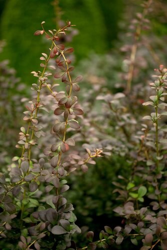 Berberis th. Atropururea 25-40cm - afbeelding 2