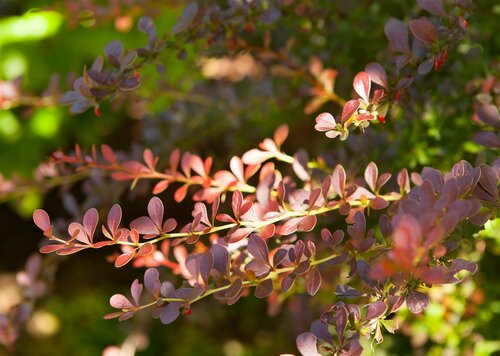 Berberis th. Atropururea 25-40cm - afbeelding 1