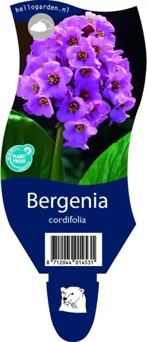 Bergenia cordifolia