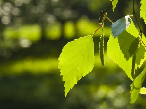 Betula pendula Ruwe berk - afbeelding 1