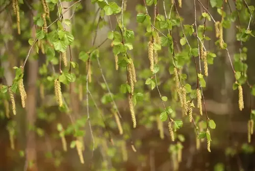 Betula pendula Ruwe berk - afbeelding 3