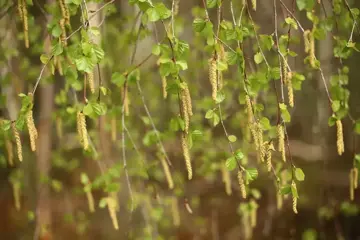 Betula pendula Ruwe berk - afbeelding 3